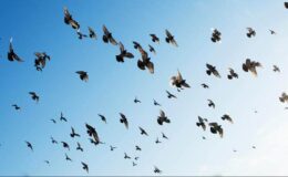 Soar Ayurveda Lifestyle