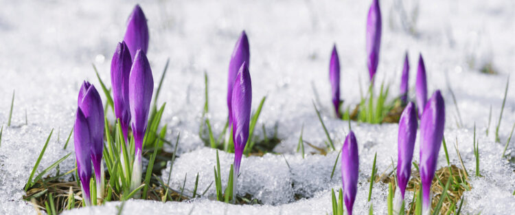 early spring hero