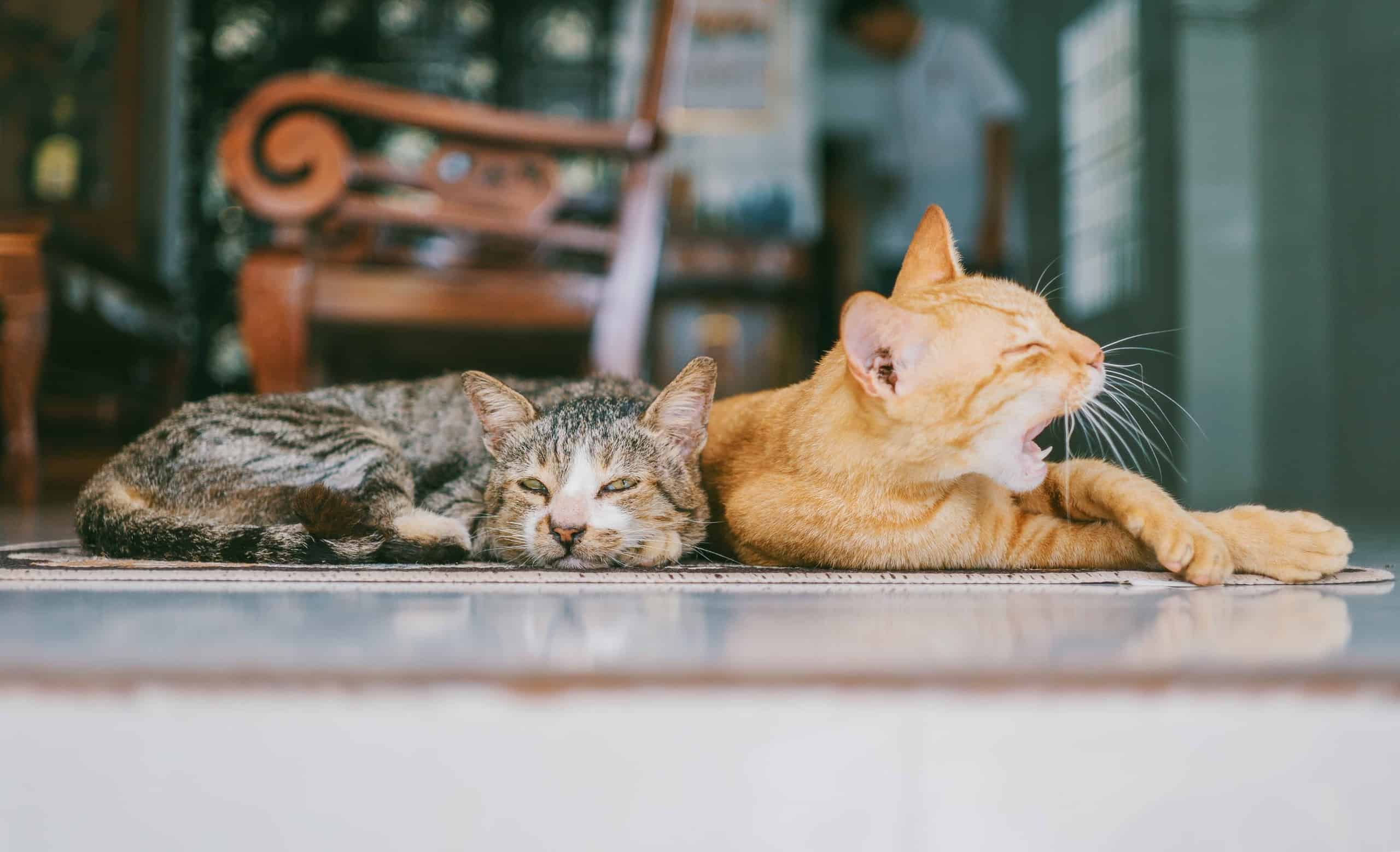 Spiritual Purpose of Pets - The Art of Living Retreat Center