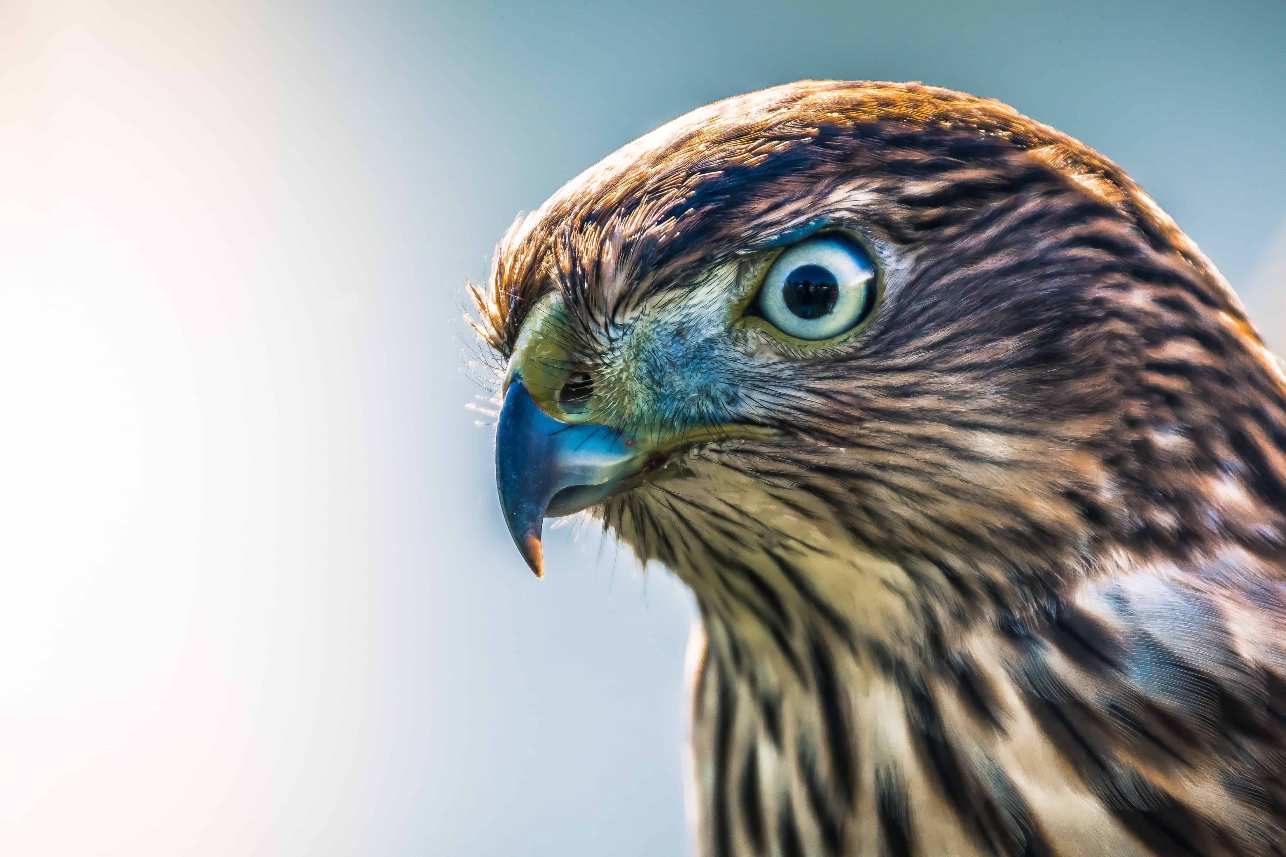 Animal Spirit Guides - the Art of Living Retreat Center