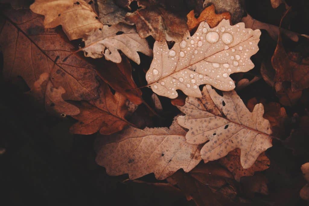 leaves