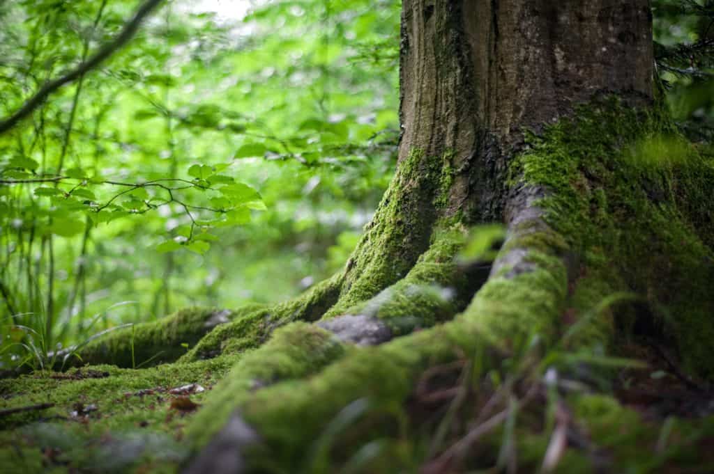 tree with moss