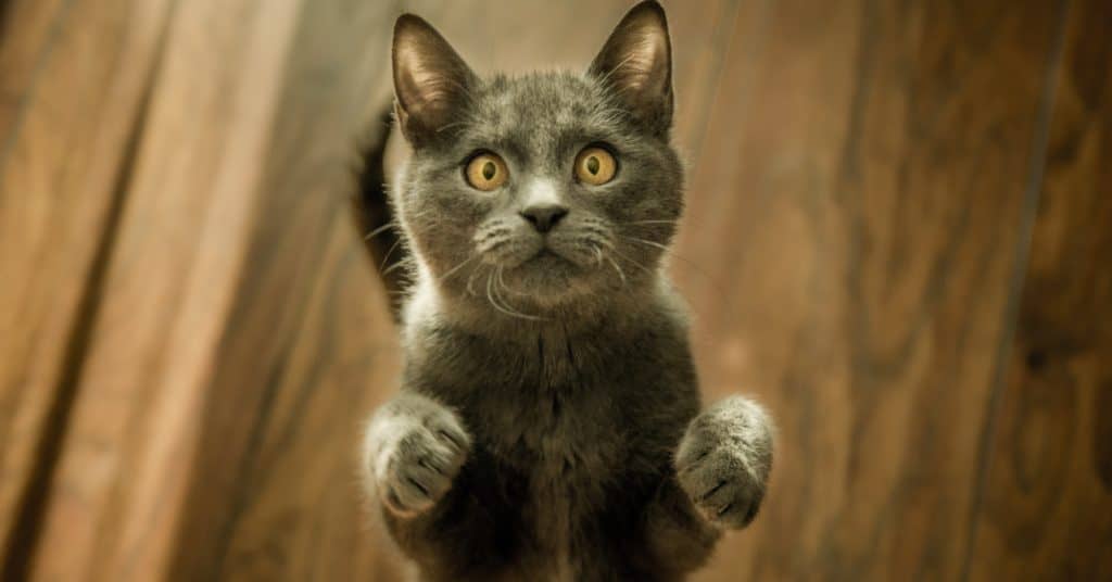 Cat image for blog post on pets