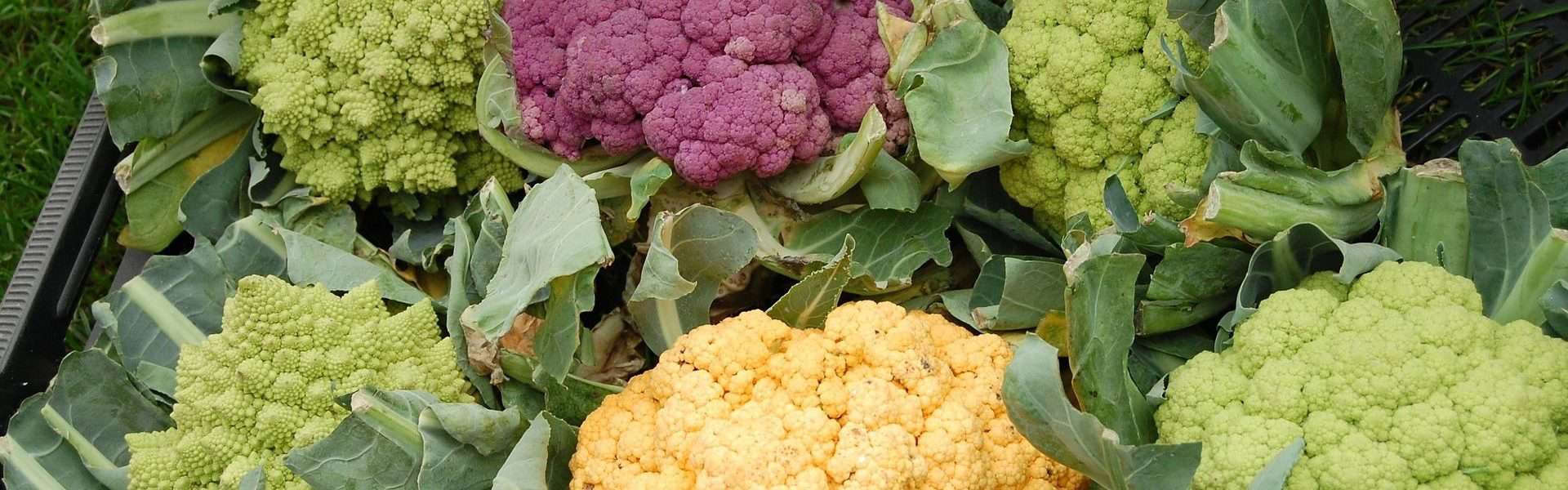 cauliflower