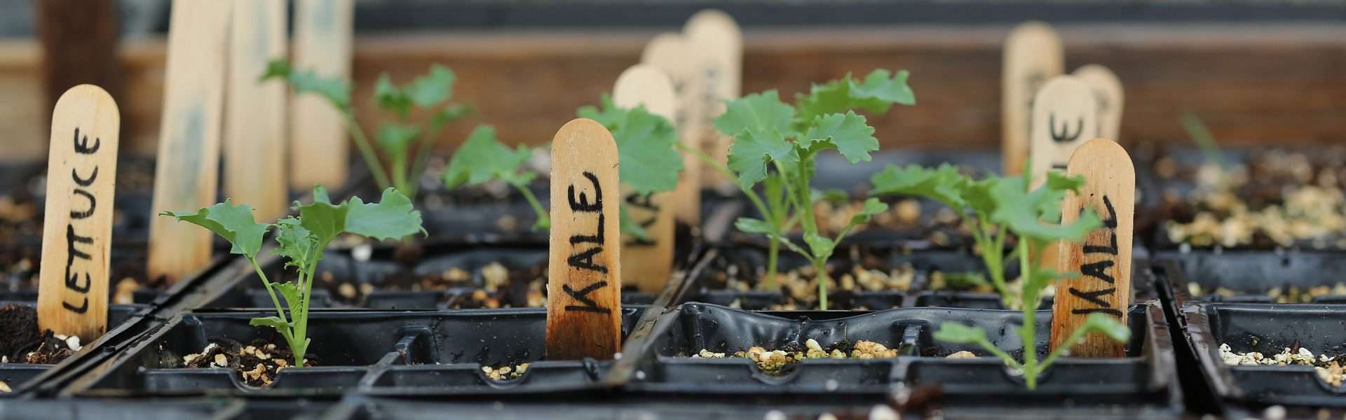 kale and lettuce seedlings