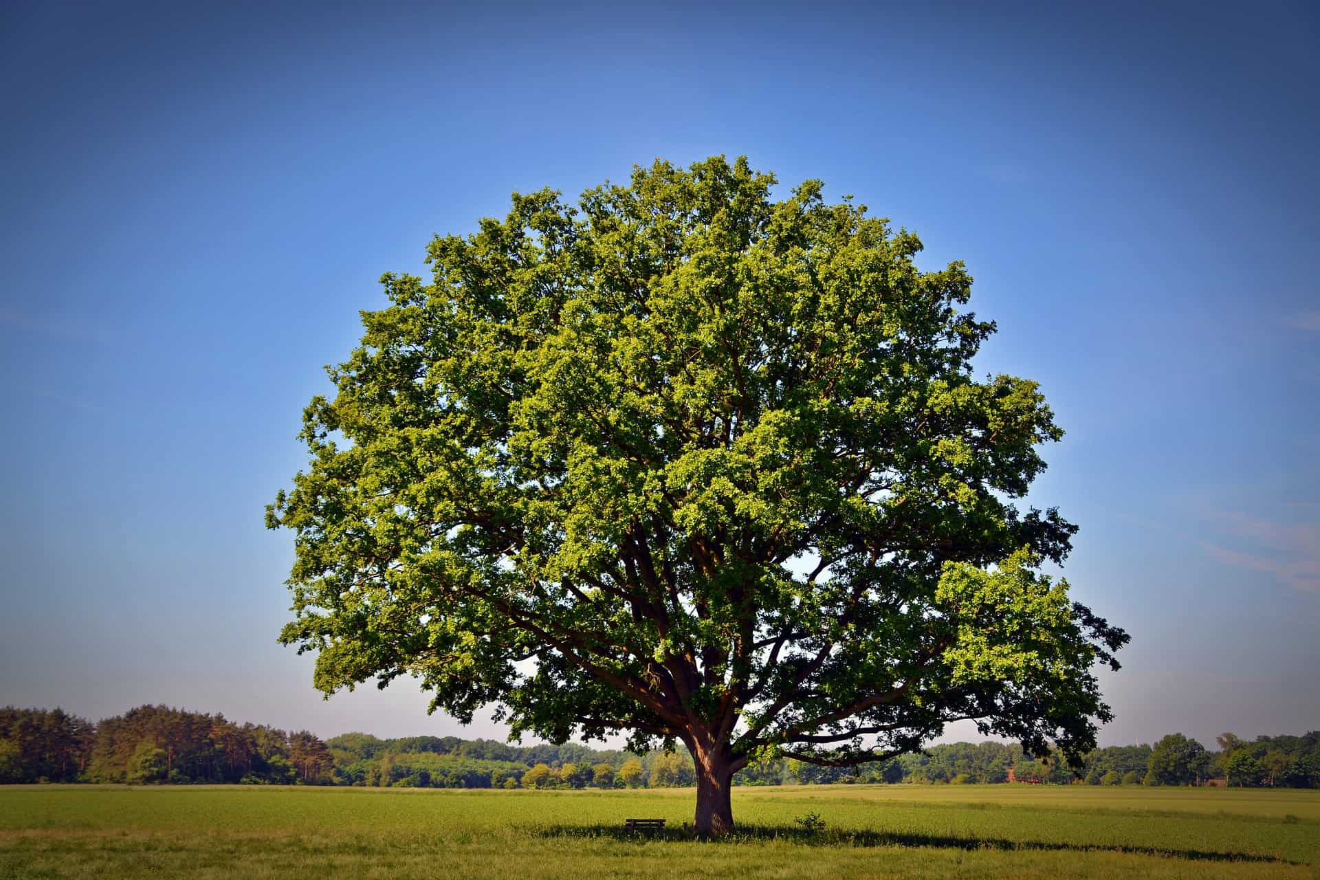 Shady Oak Tree