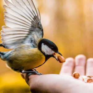 taneli lahtinen fQ2YX56wQ Y unsplash bird 2400x1200