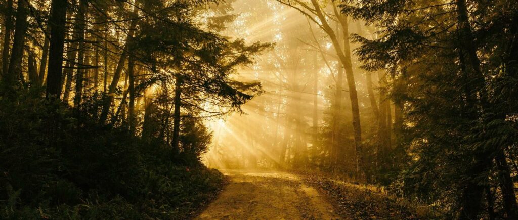 sunbeam 1031201 1920 e1580755941214