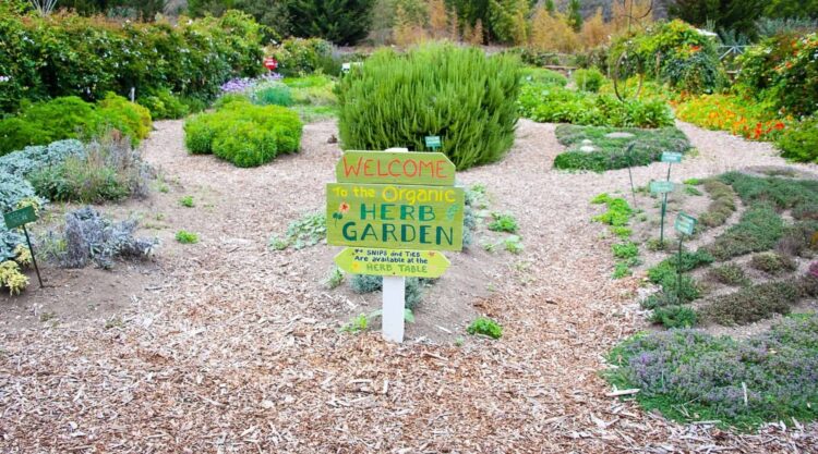 herb garden
