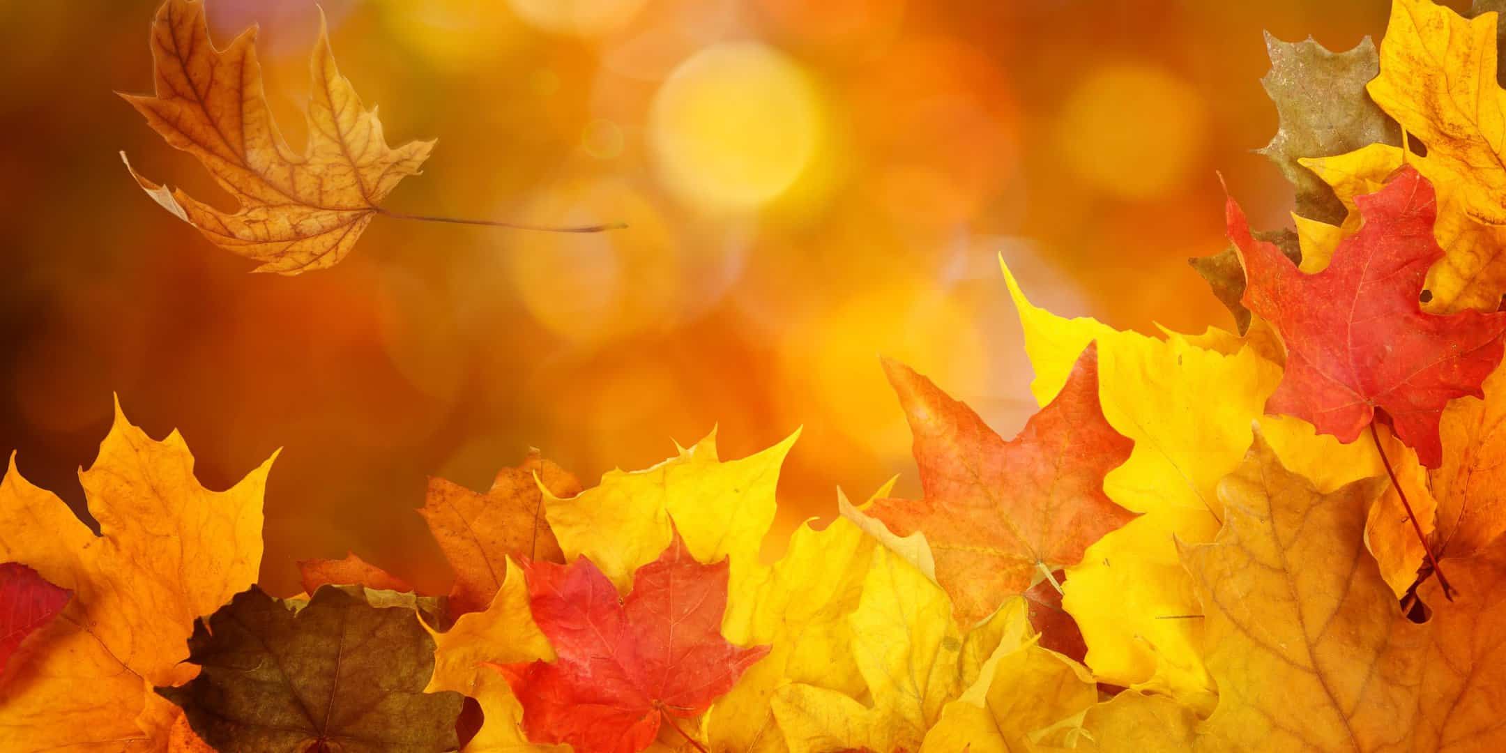 autumn ayurveda