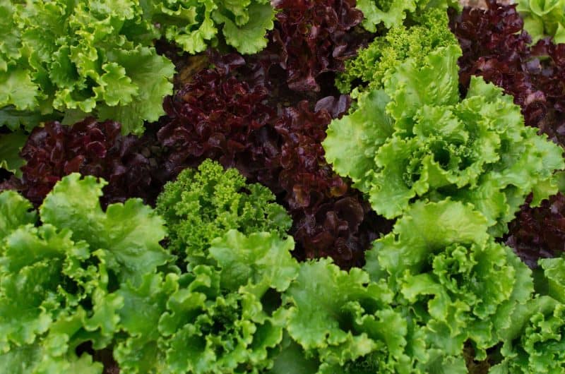 Eating locally grown organic food in our whole lifestyle and panchakarma retreats.