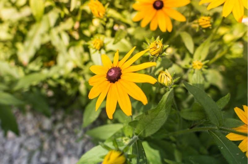 close up of sunflower